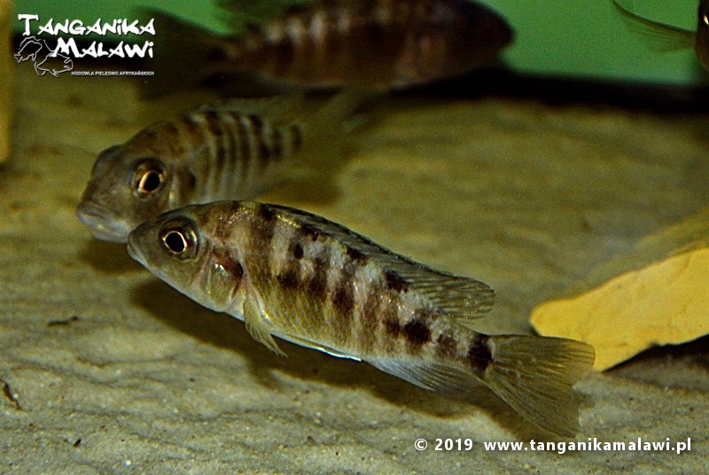 Aulonocara koningsi 'Mbenji Island'